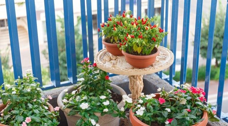 Szybko rosnące kwiaty na balkon – 8 propozycji łatwych w uprawie roślin