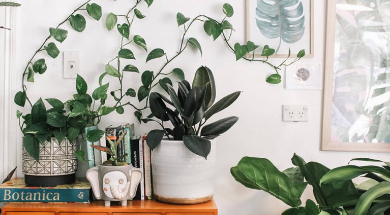 Styl urban jungle
